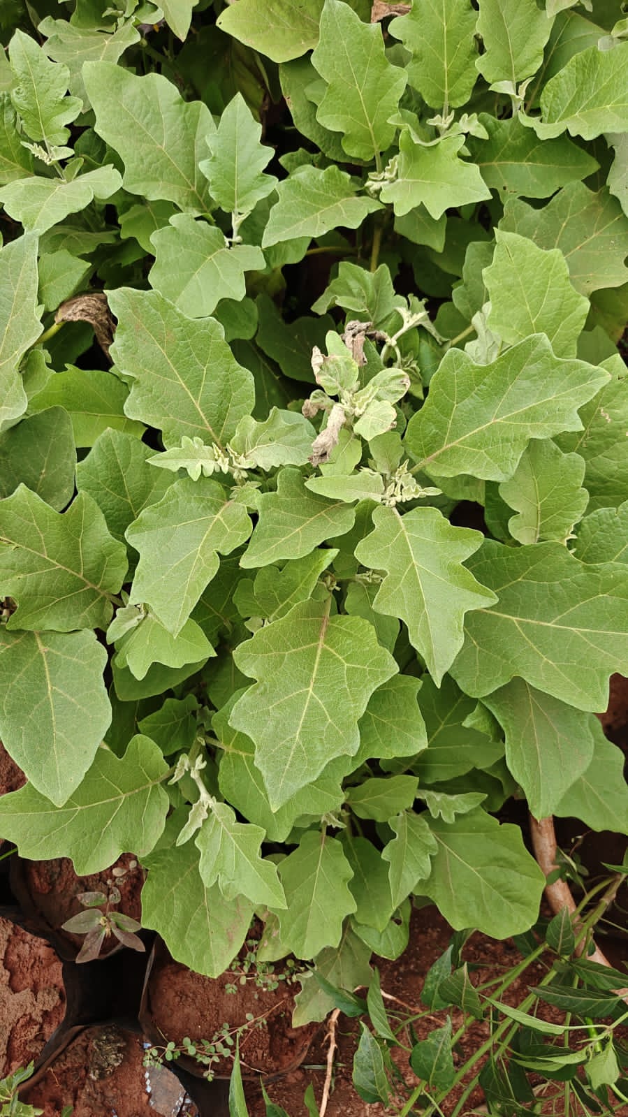 Brinjal plant