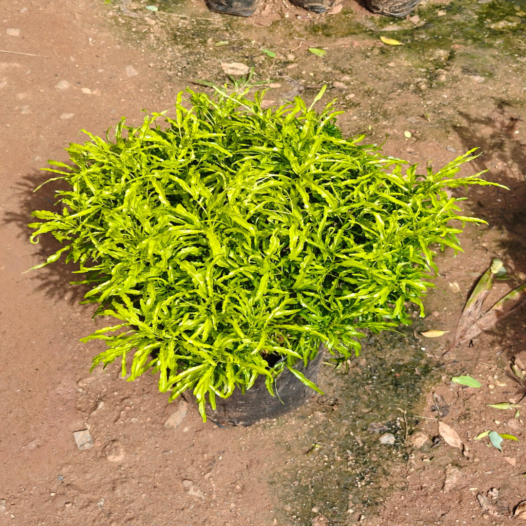 Arelia Green