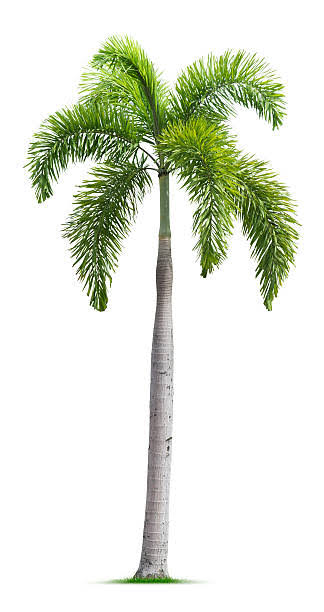 Fox tail Palm
