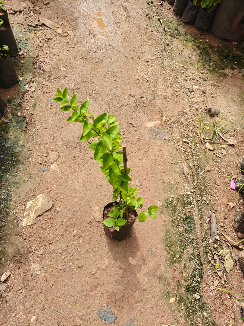 Virajaji plant