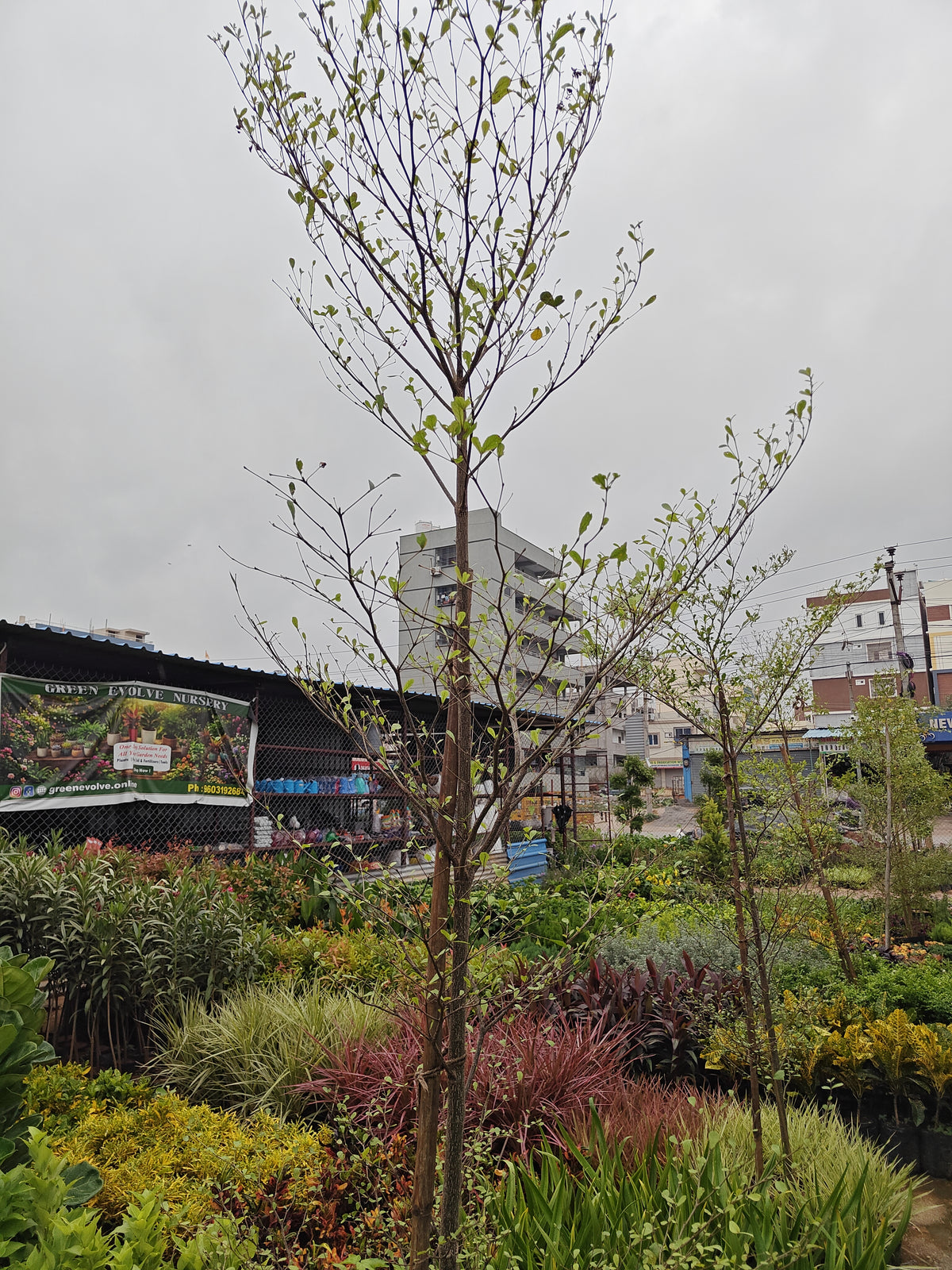 Terminalia Green