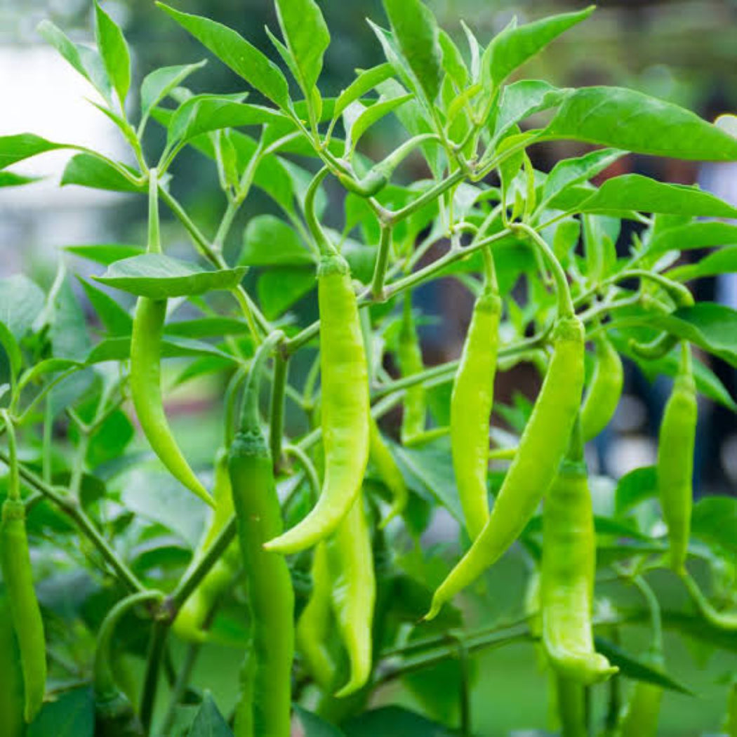 Chilli Seeds ( Sonali Variety )