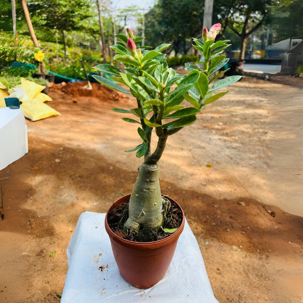 adenium bonsai tree Adenium Bonsai – Green Evolve