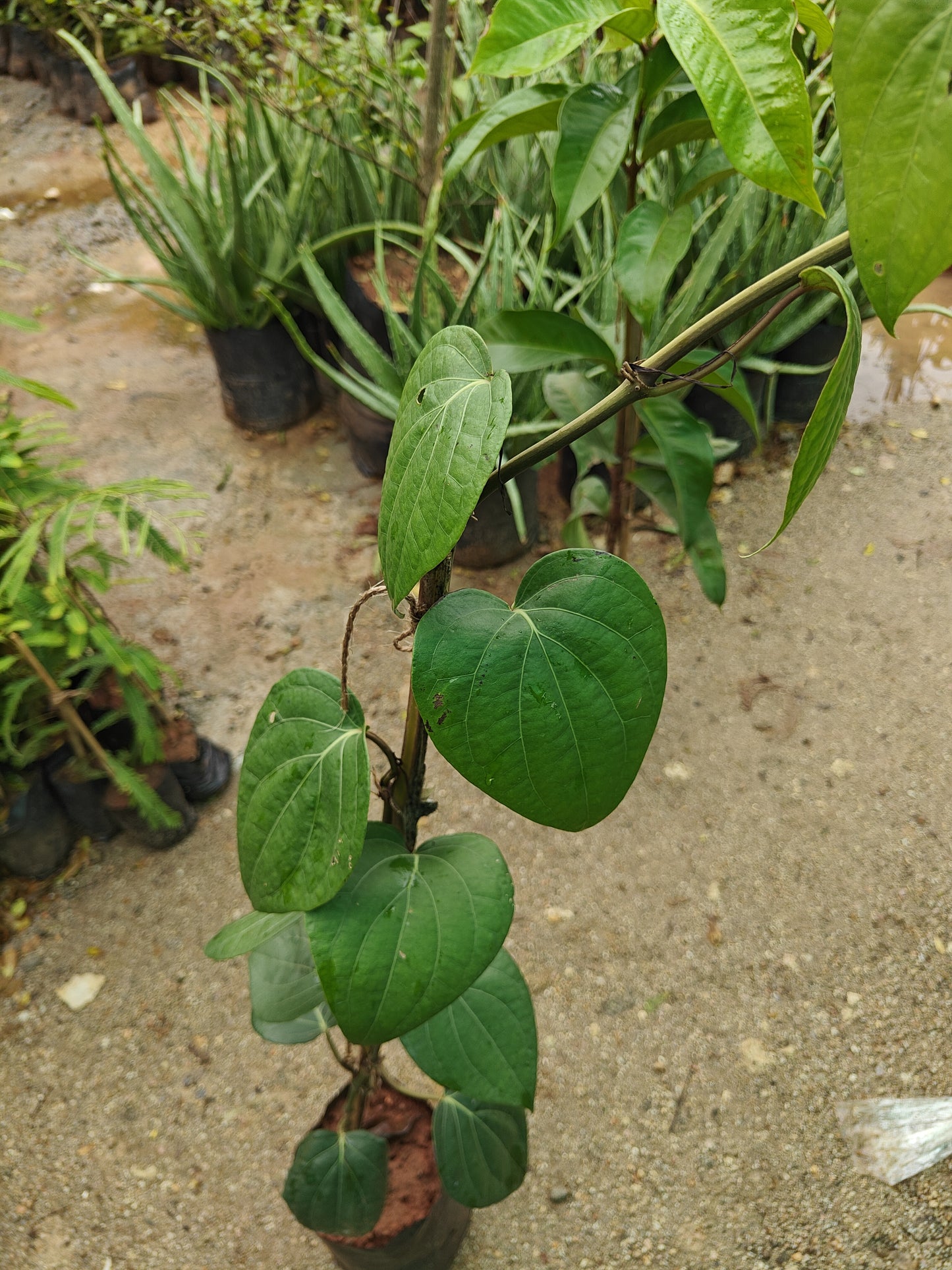 Pepper plant