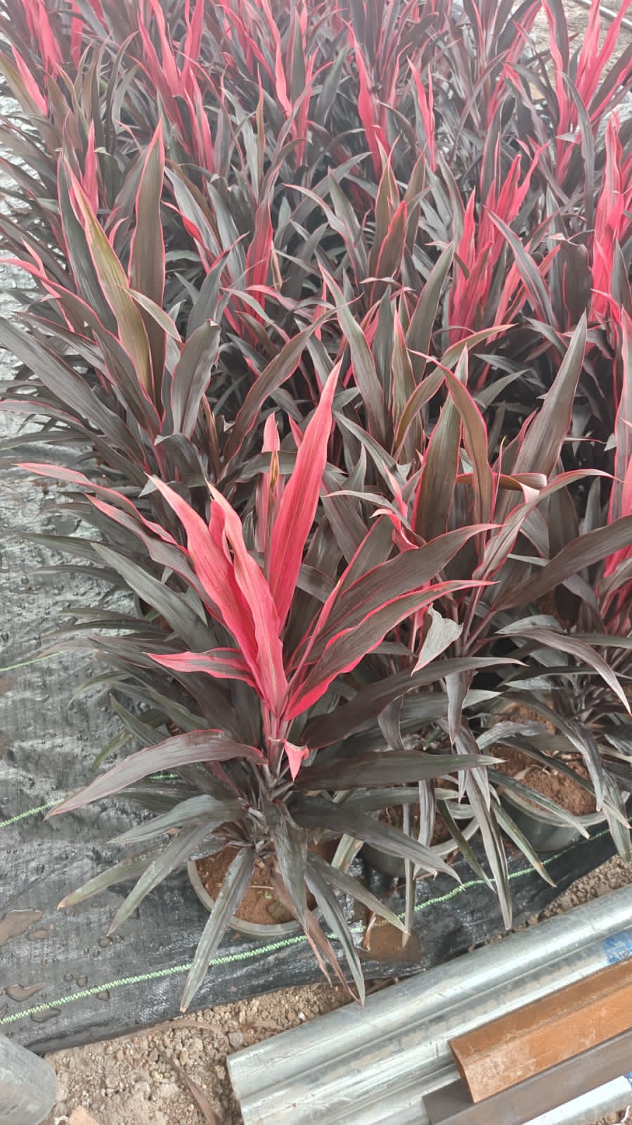 Dracaena narrow leaf