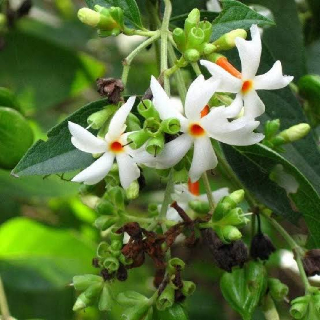 Parijat Plant
