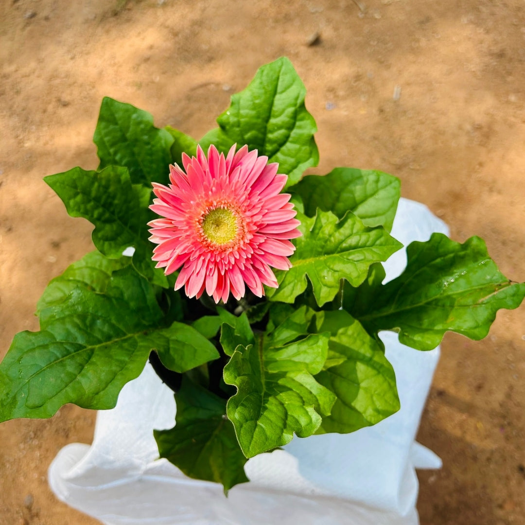 Gerbera