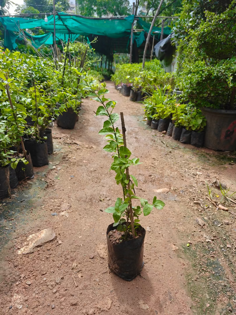 Virajaji plant
