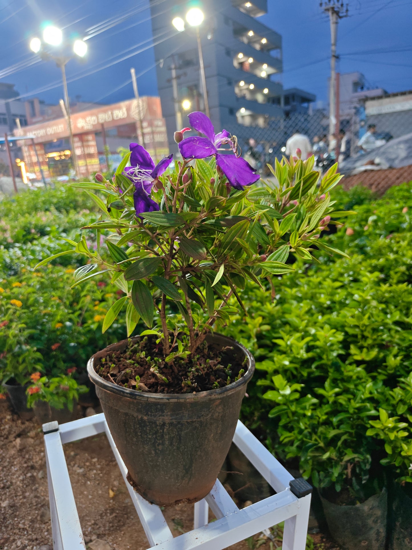 Melastoma malabathricum