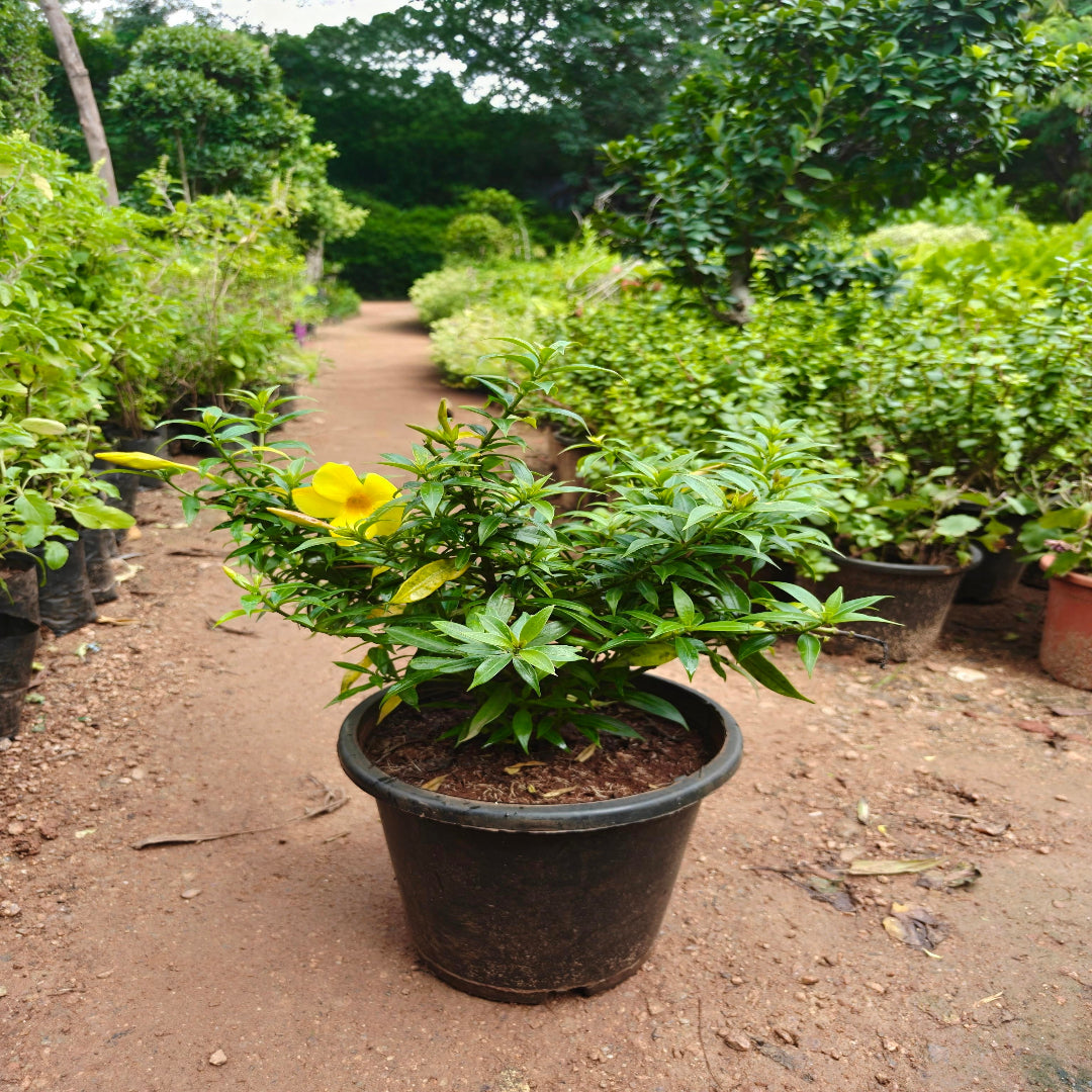Allamanda Plant