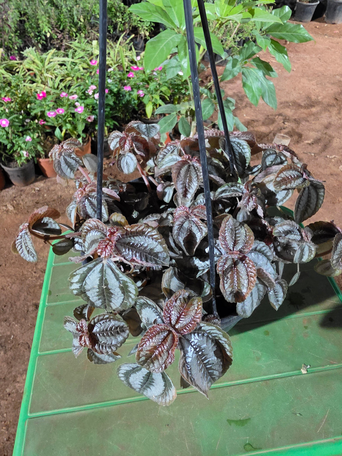 Pilea Bronze