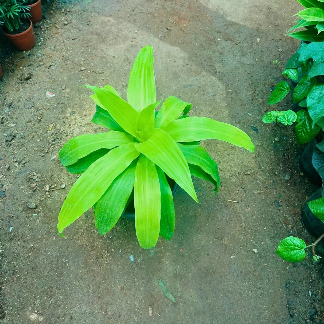 Dracaena Lime Light