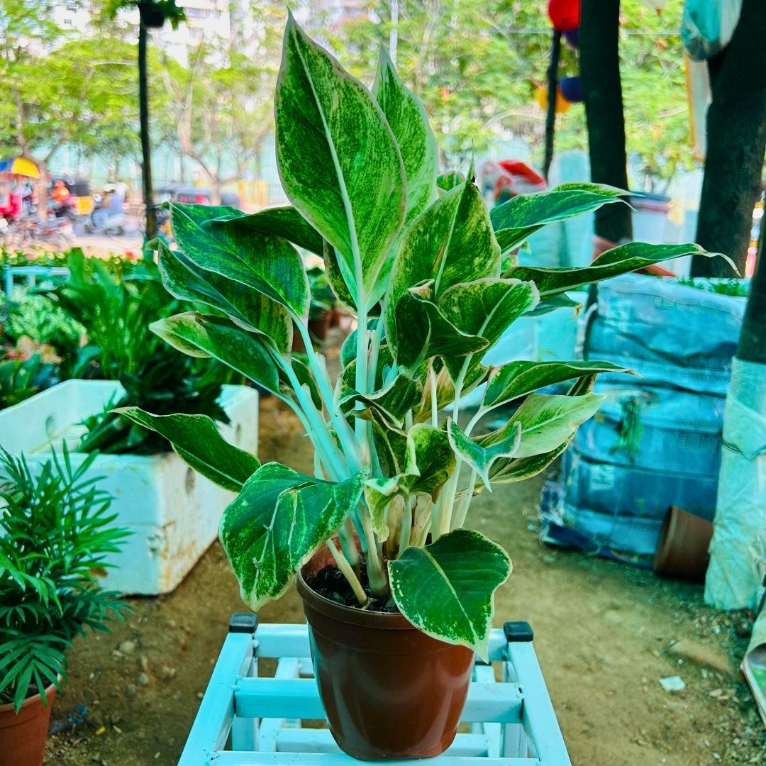 Agalonema white steam