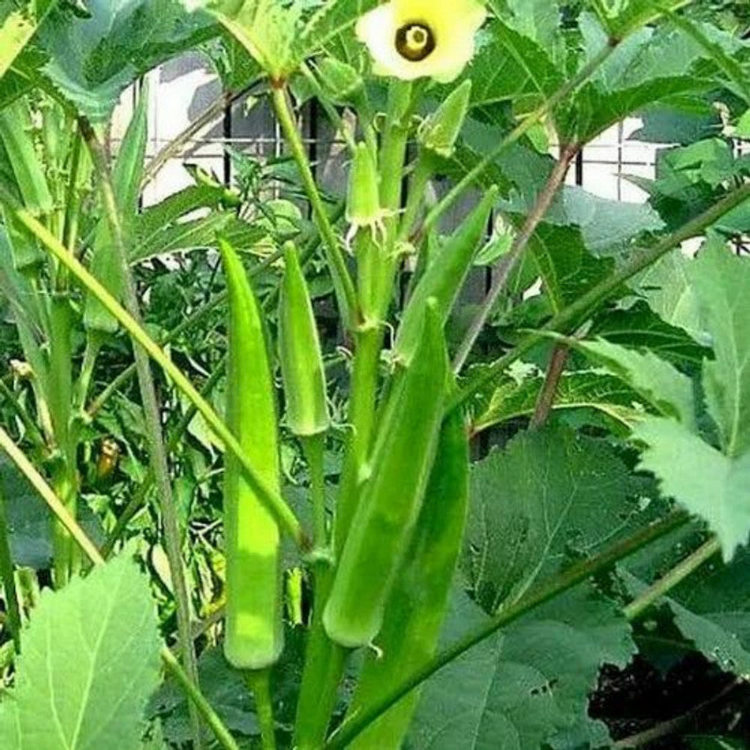 Bendi Seeds ( ADV 842 Variety )