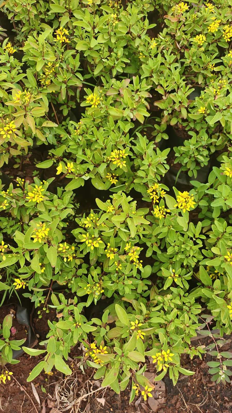 Gulphimia Gluca