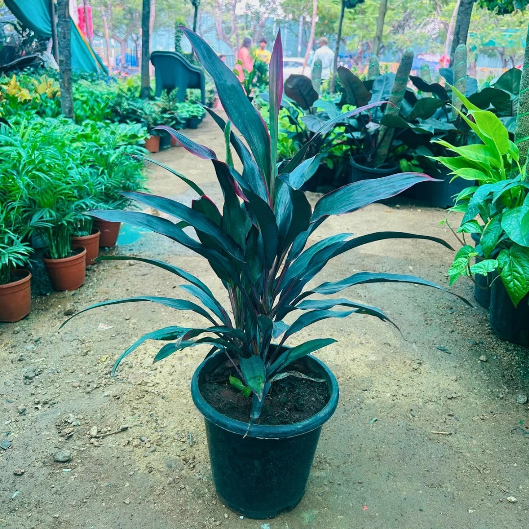 Dracaena Cordyline Red sister