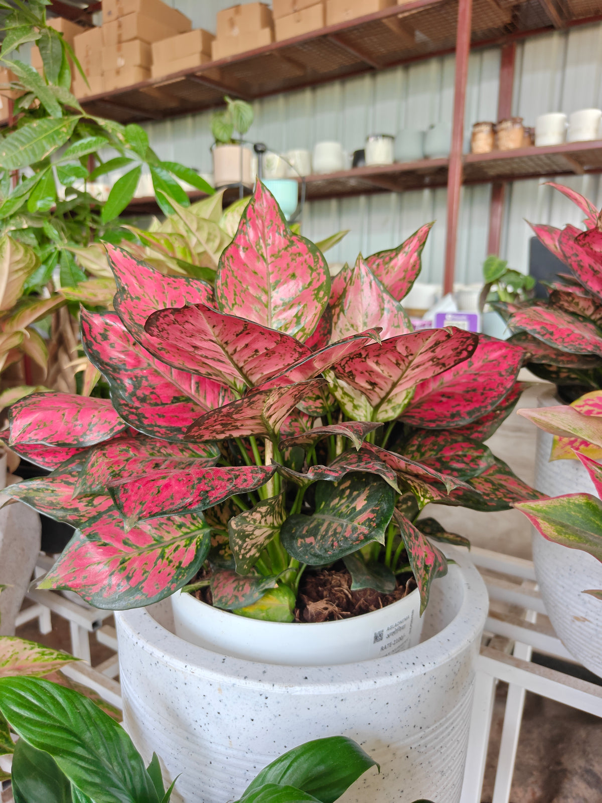 Aglonema Red Valantine