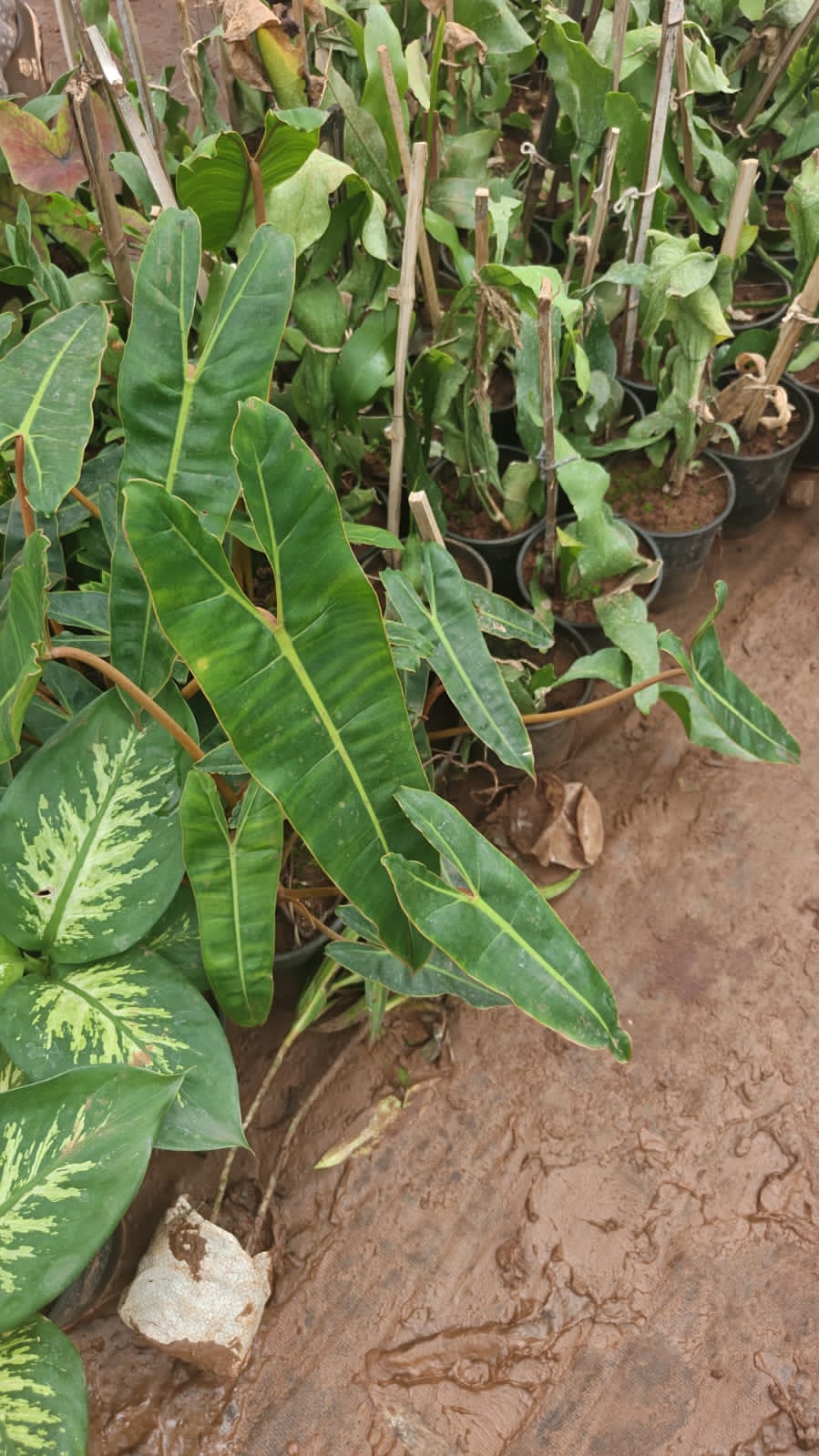 Philodendron Long leaf
