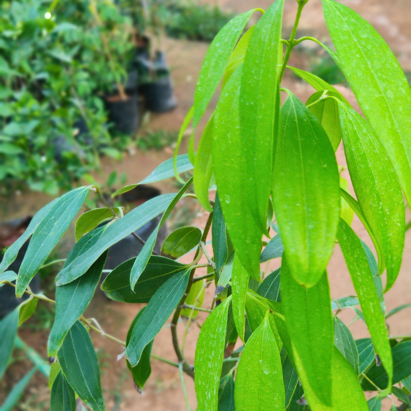 Biryani leaf