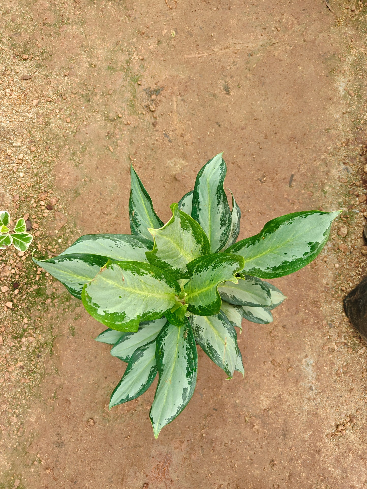 Aglonema varieties