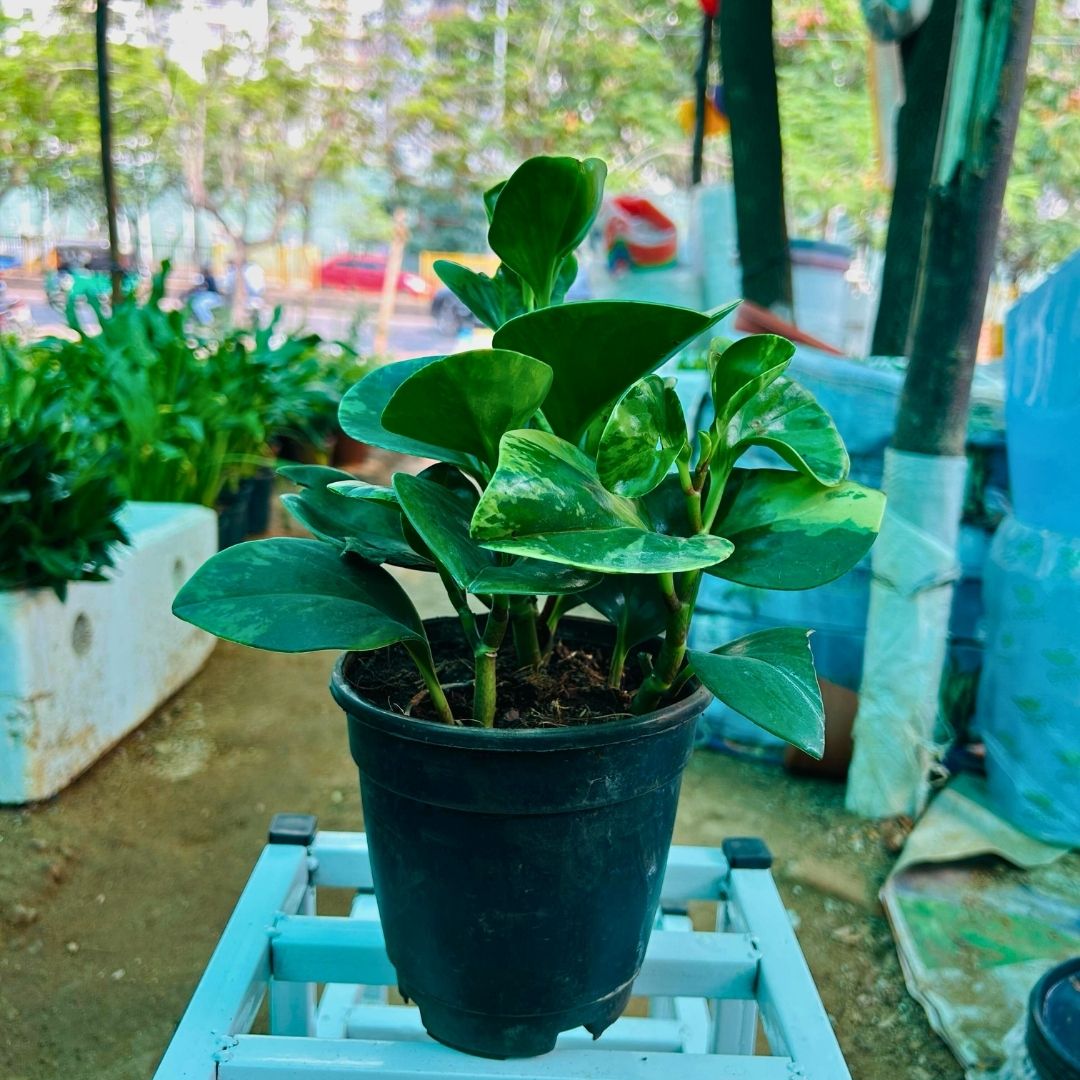 Peperomia