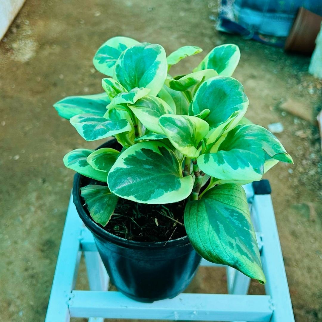 Peperomia