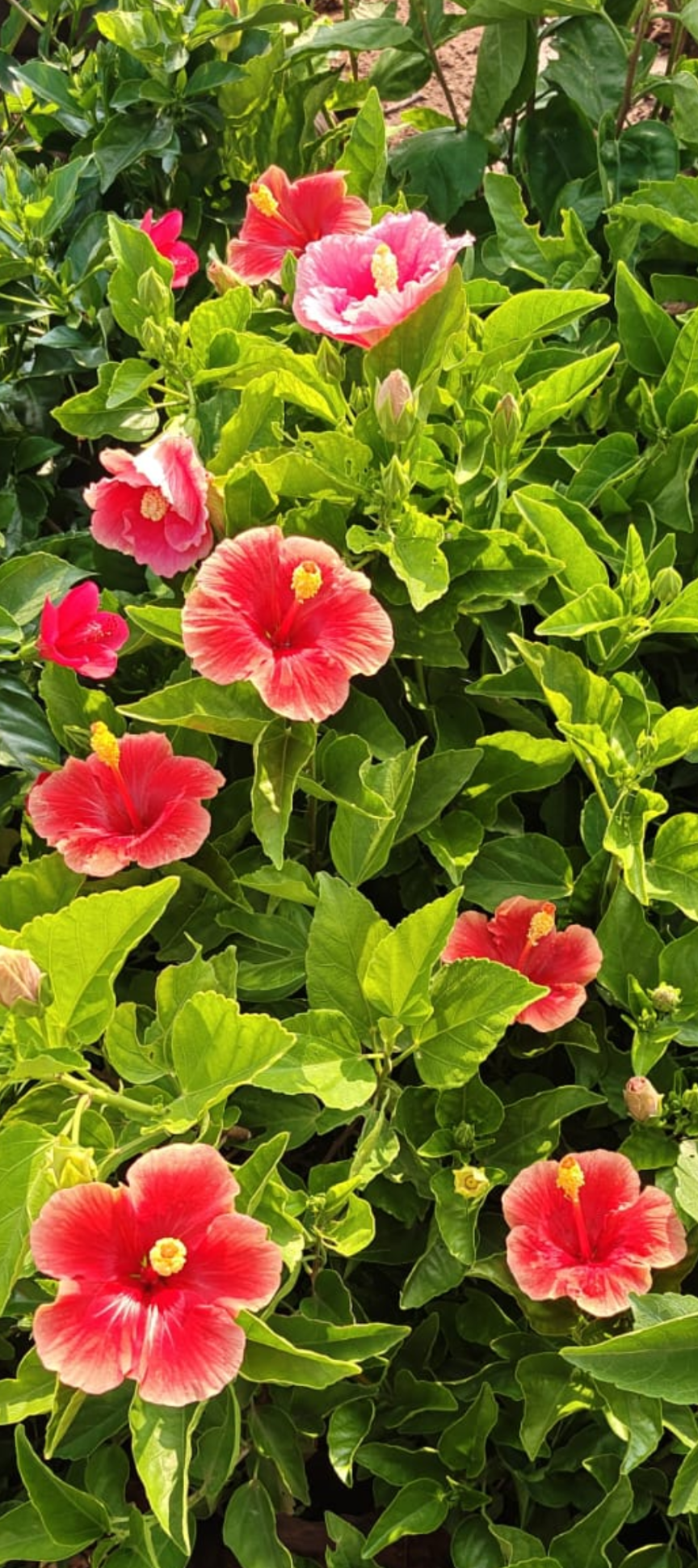 Hibiscus Pink