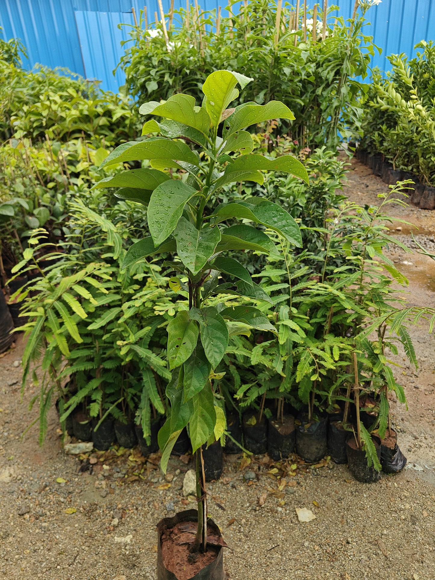 Avacado plant