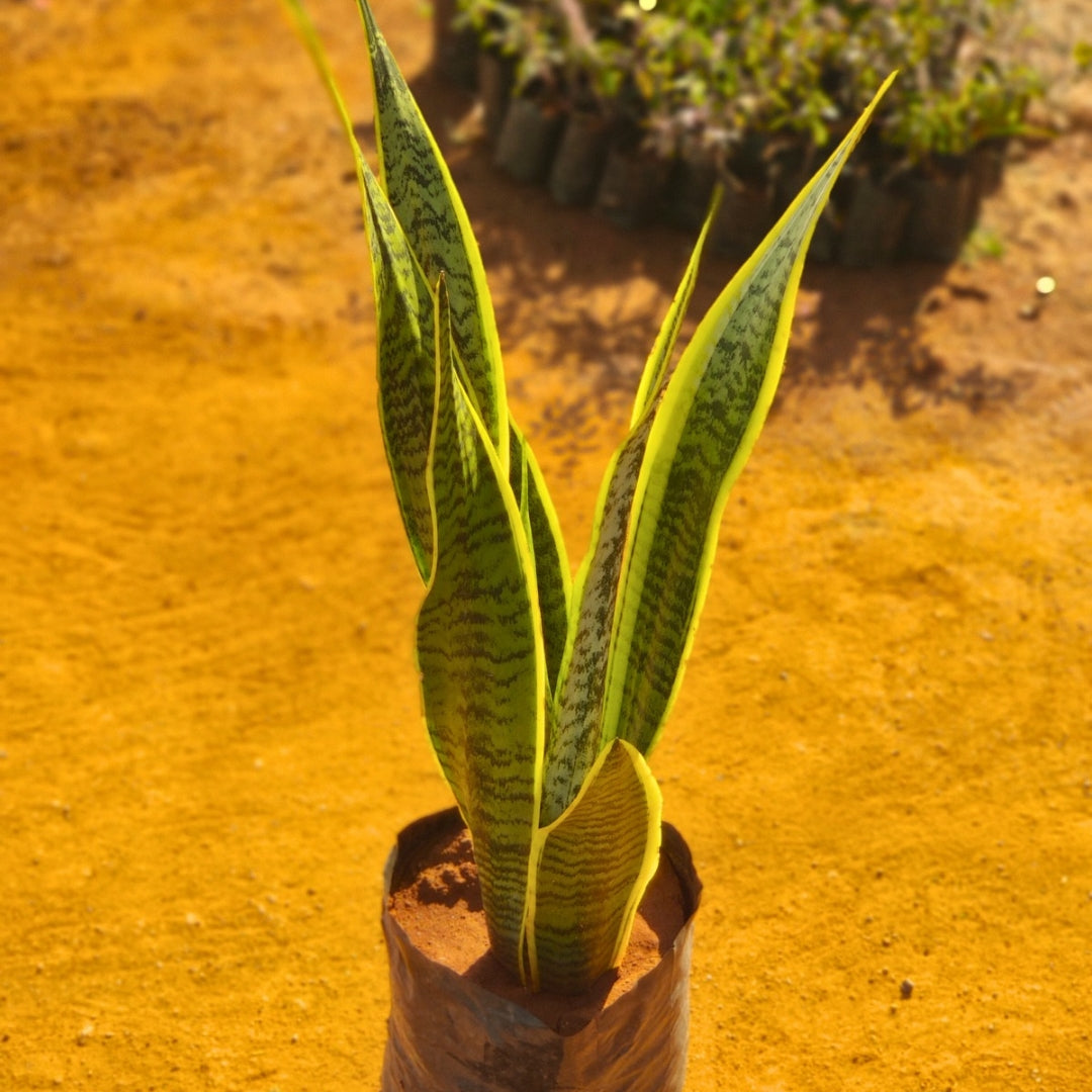 Snake Plant
