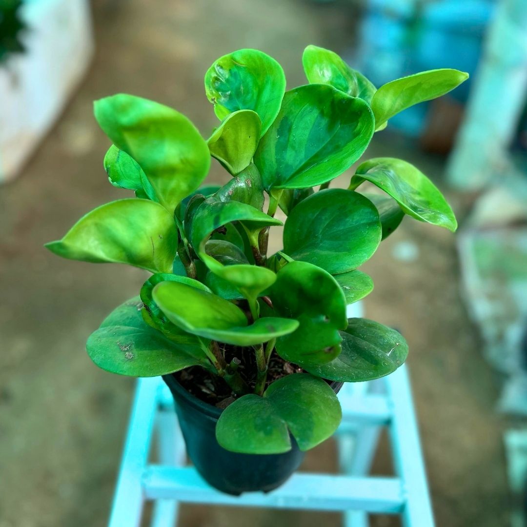 Peperomia