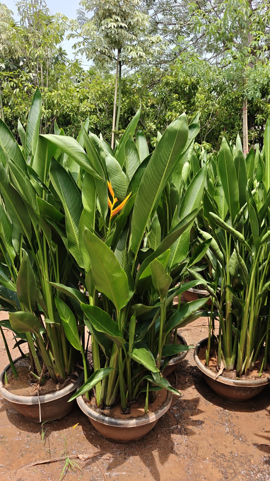 Water Heliconia tub