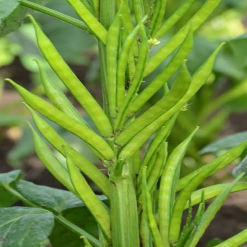 Cluster Beans Seeds ( Malini TS-51 Variety )