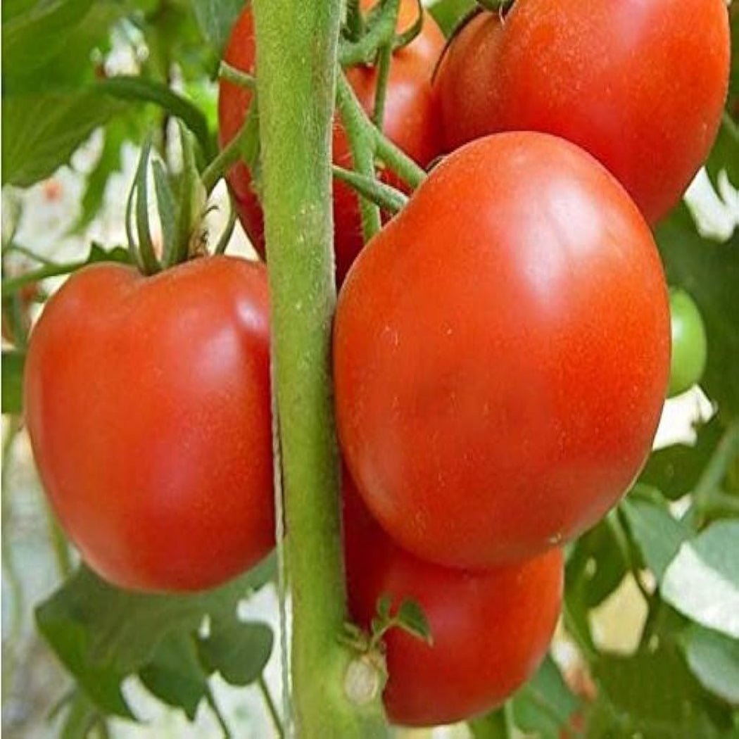 Tomato Seeds