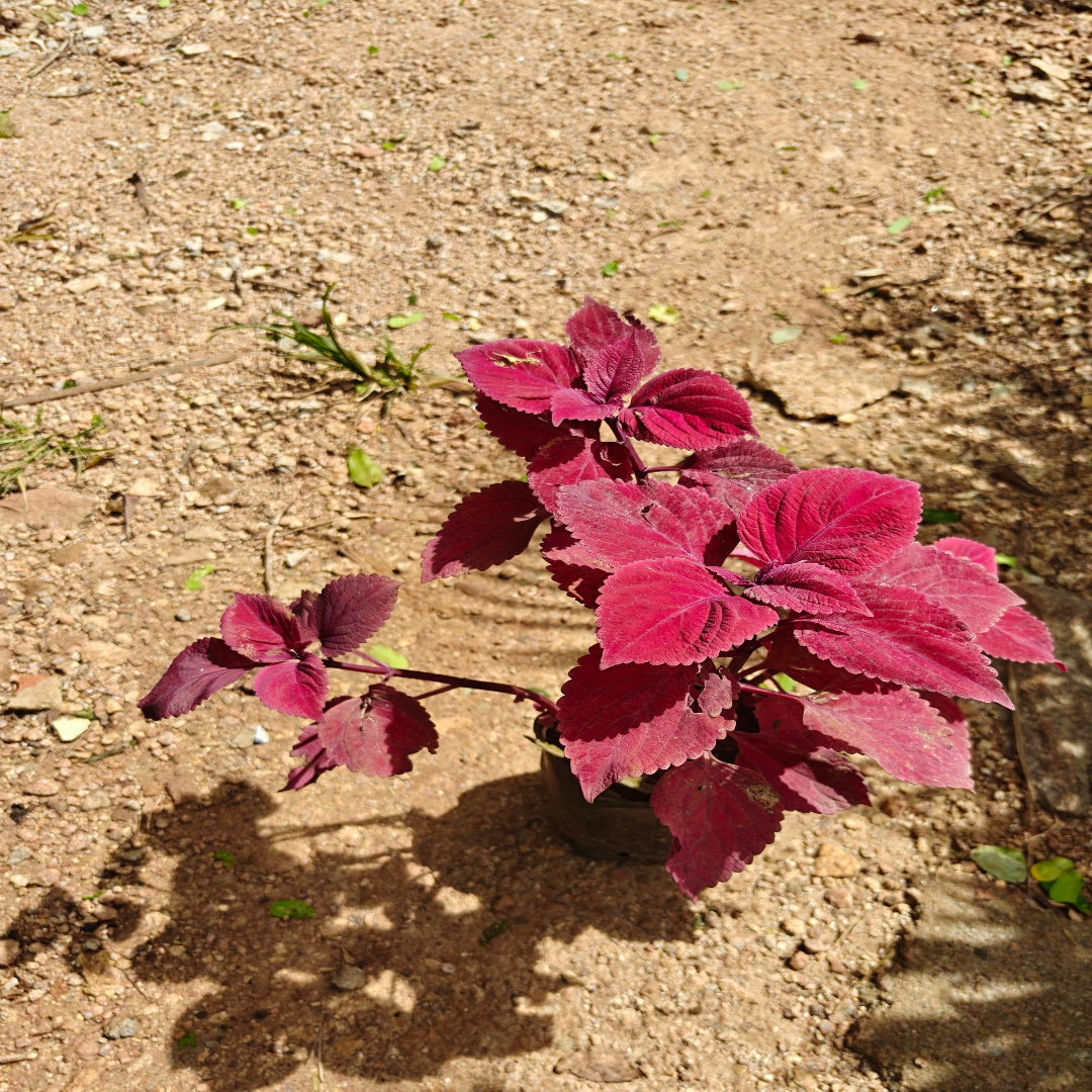 Coleus ( Dark Red )