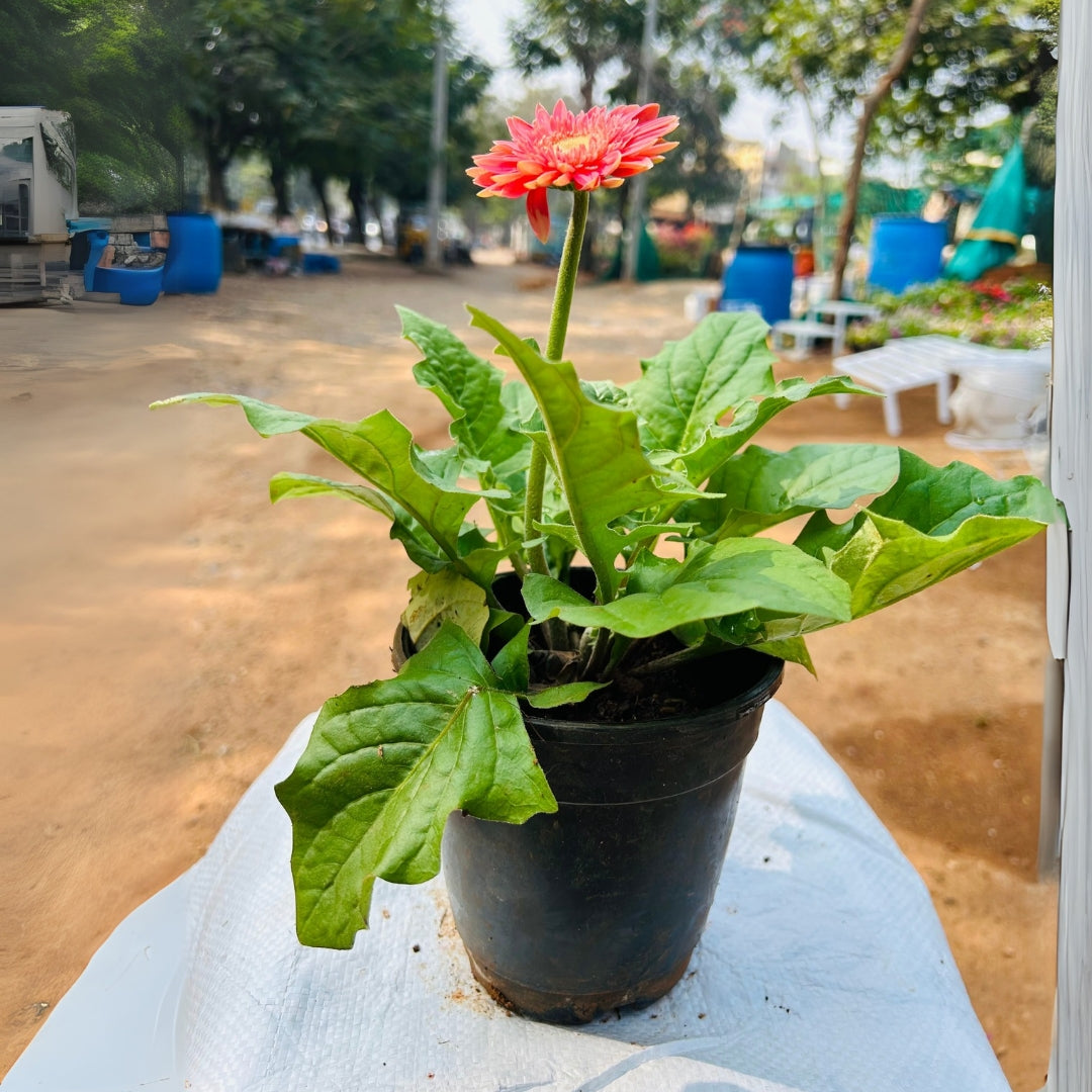 Gerbera