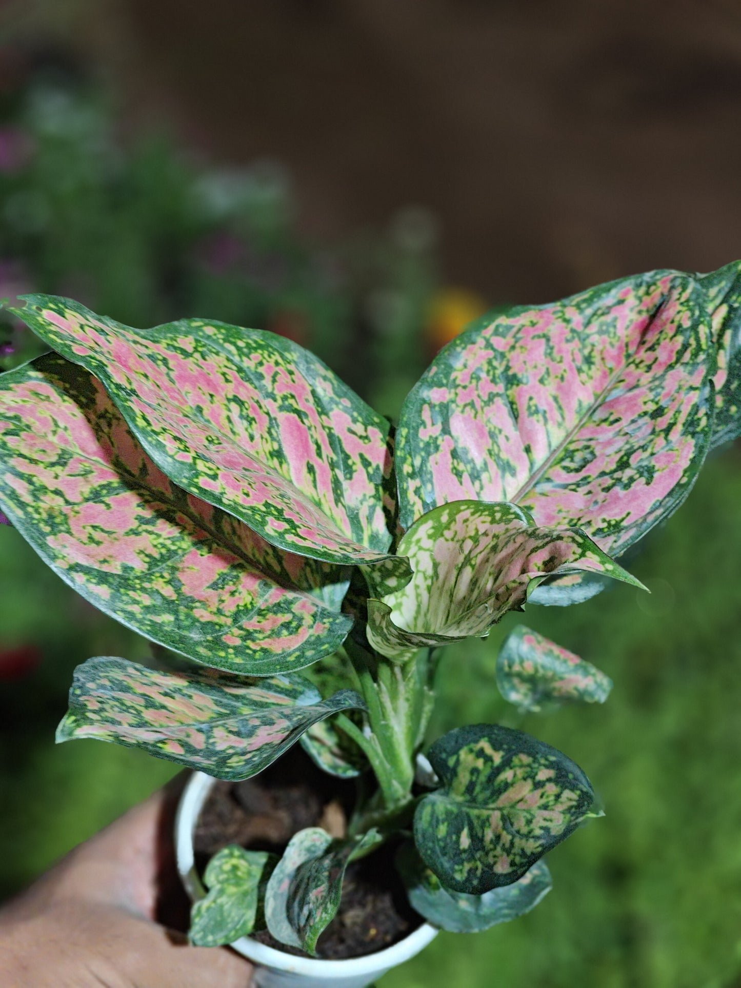 Aglaonema Anjuman