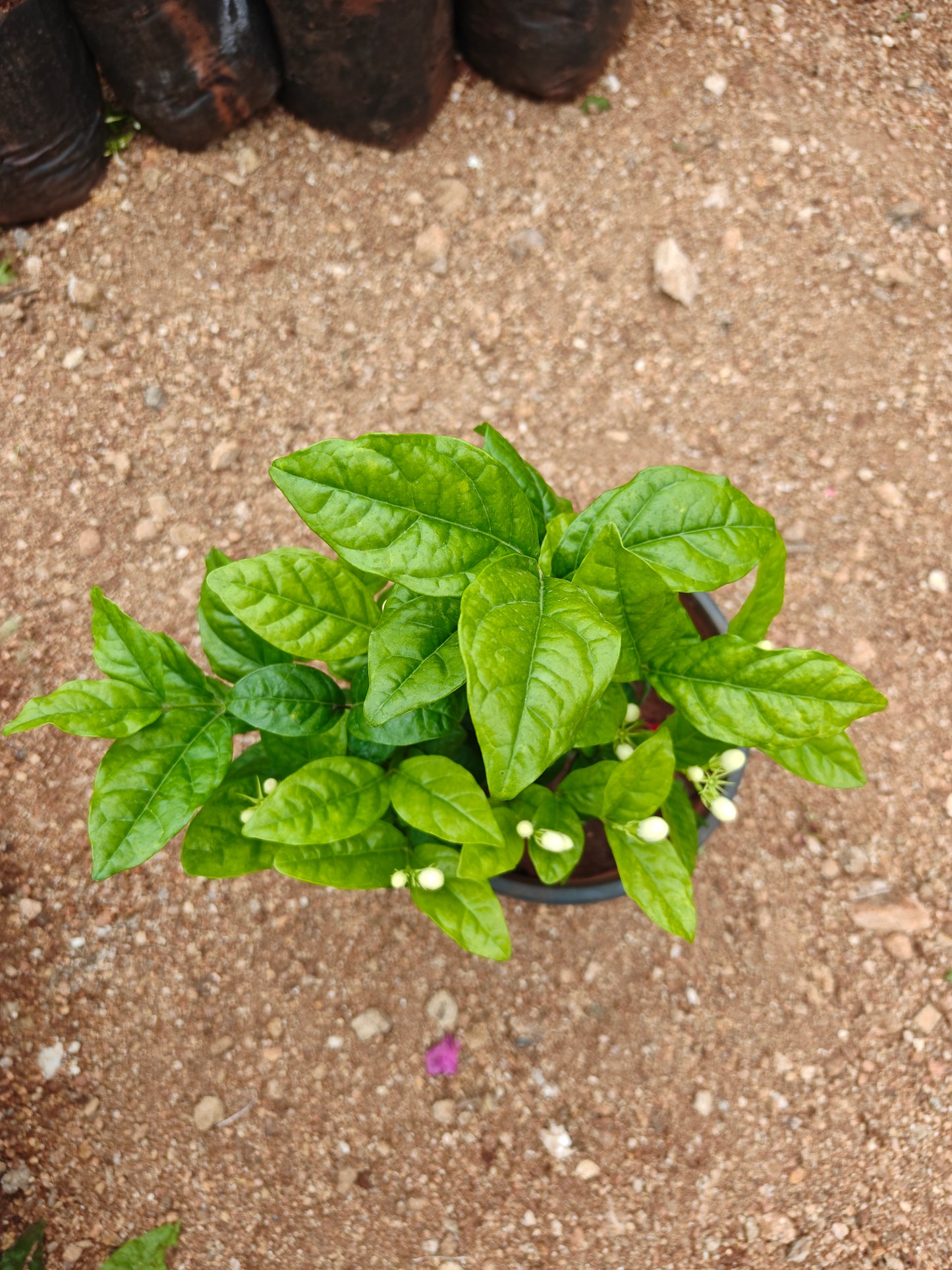Jasmine Plant