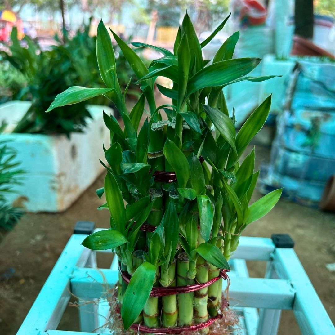 Lucky Bamboo