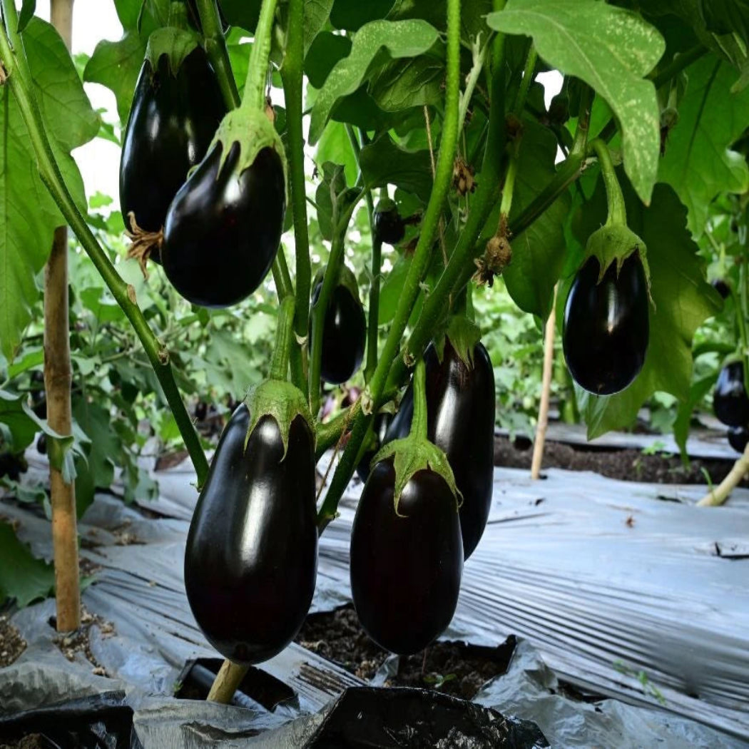 Brinjal Seeds ( Nano Variety )