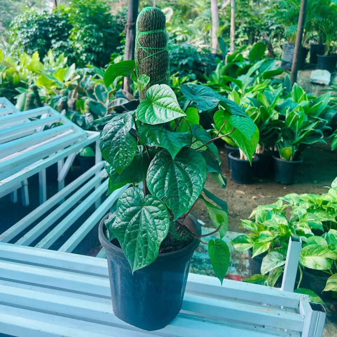Calcutta Pan ( Big leaf )