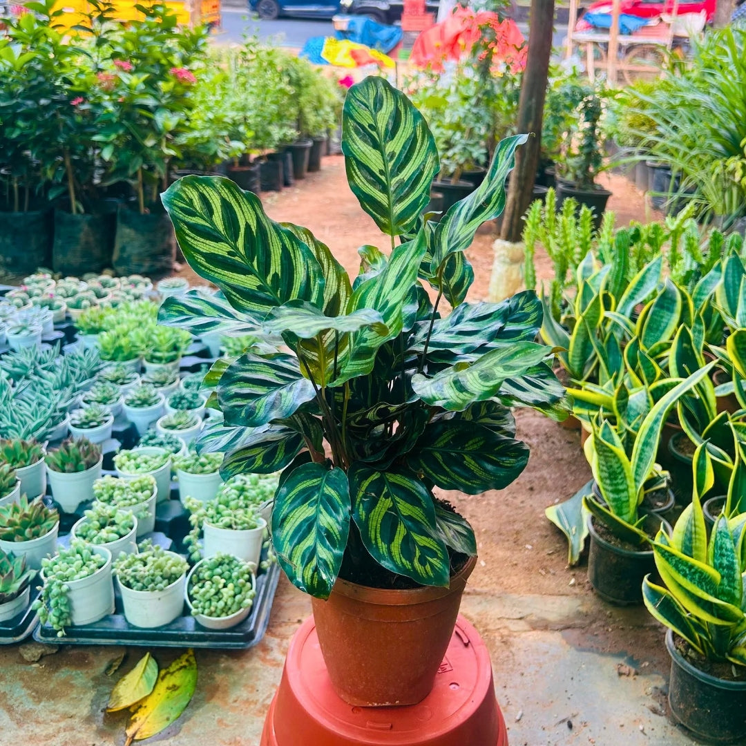 Calathea Makoyana