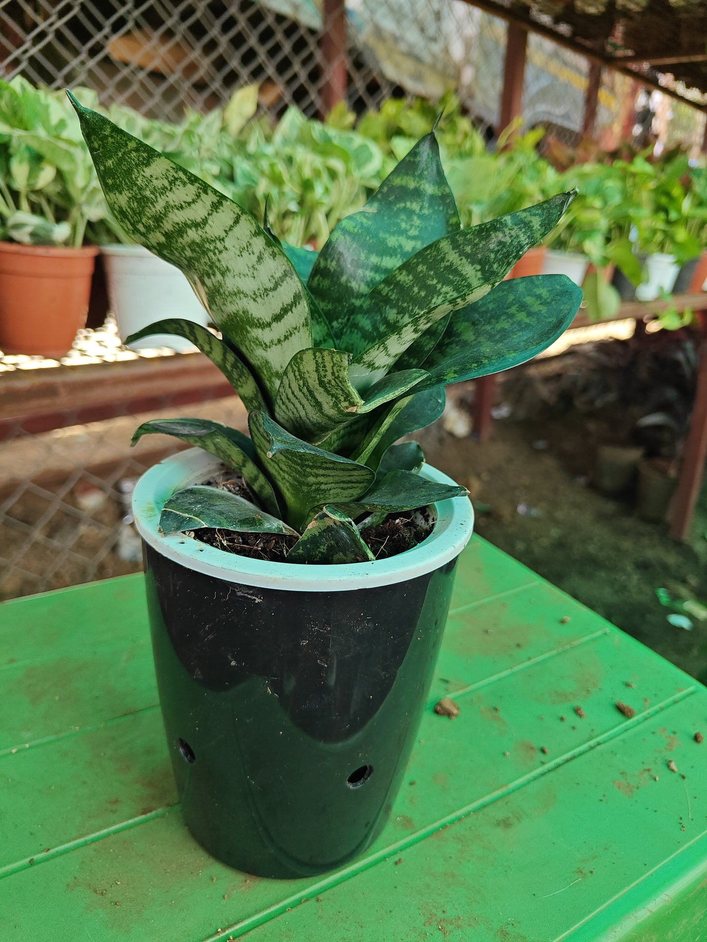 Water Snake plant