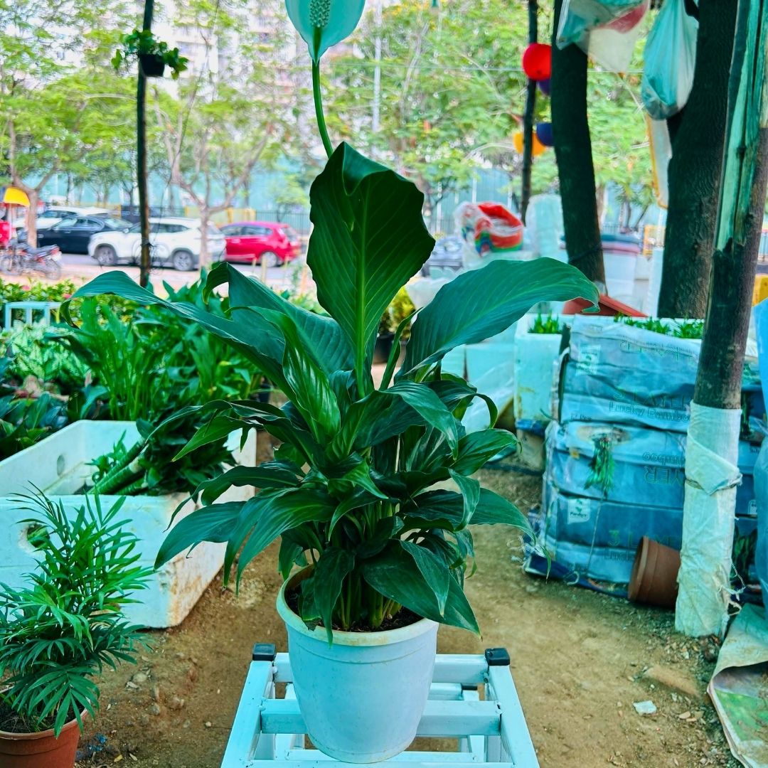 Peace Lilly ( Narrow Leaf )
