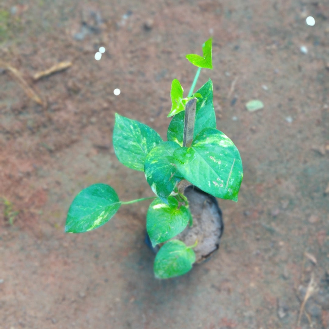 Money Plant ( Creeper )
