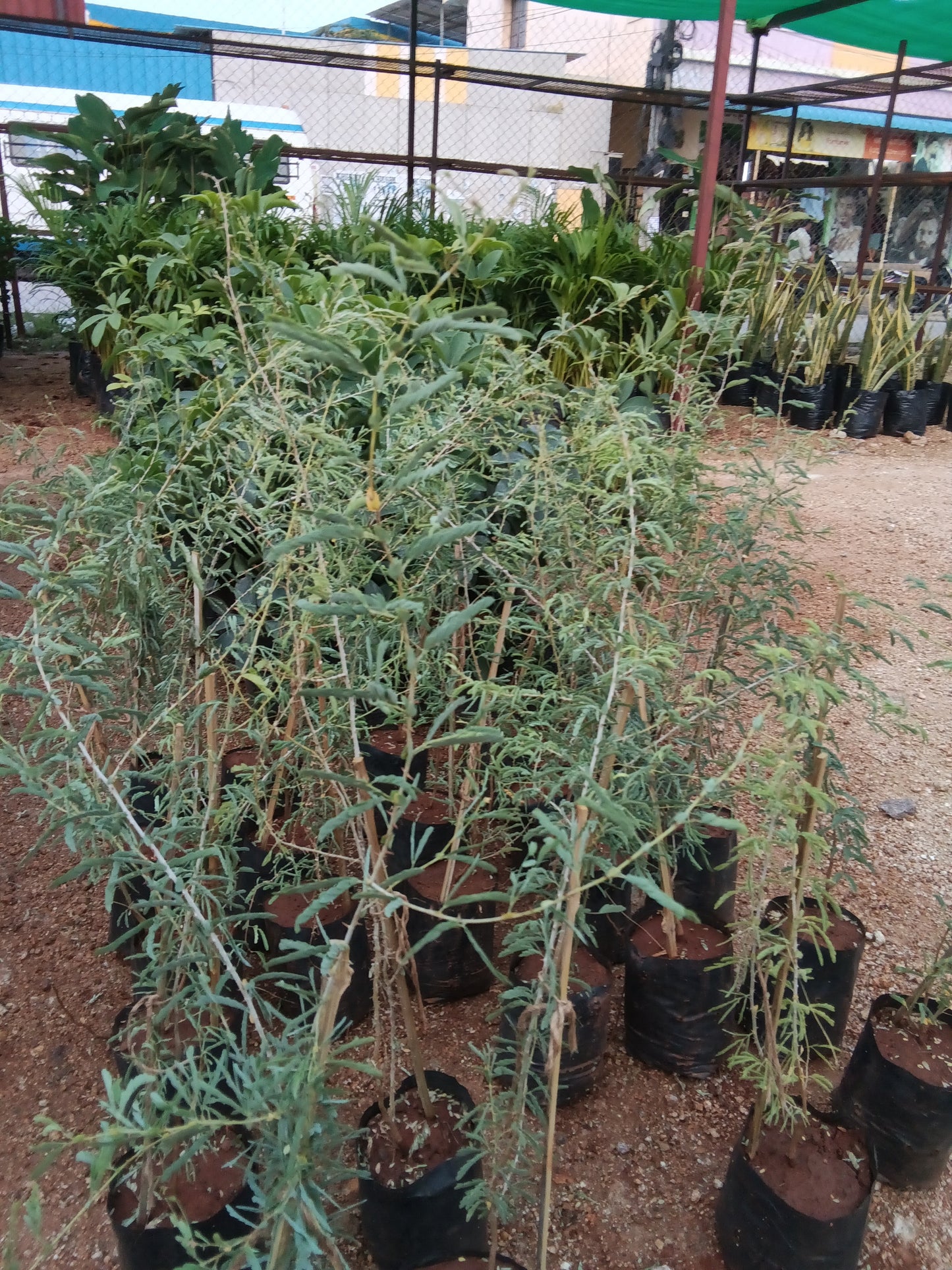 Jammi chettu