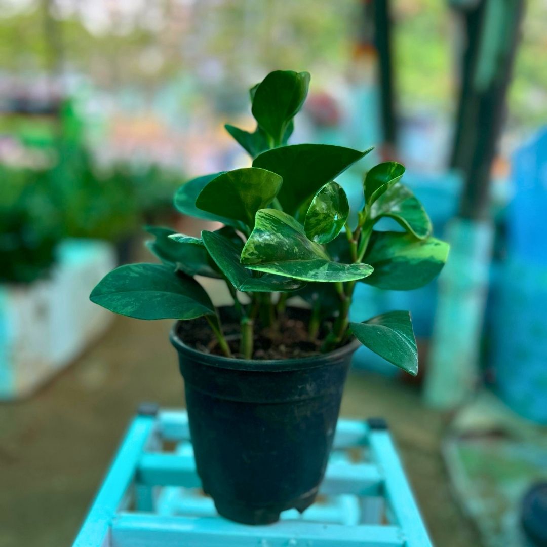 Peperomia