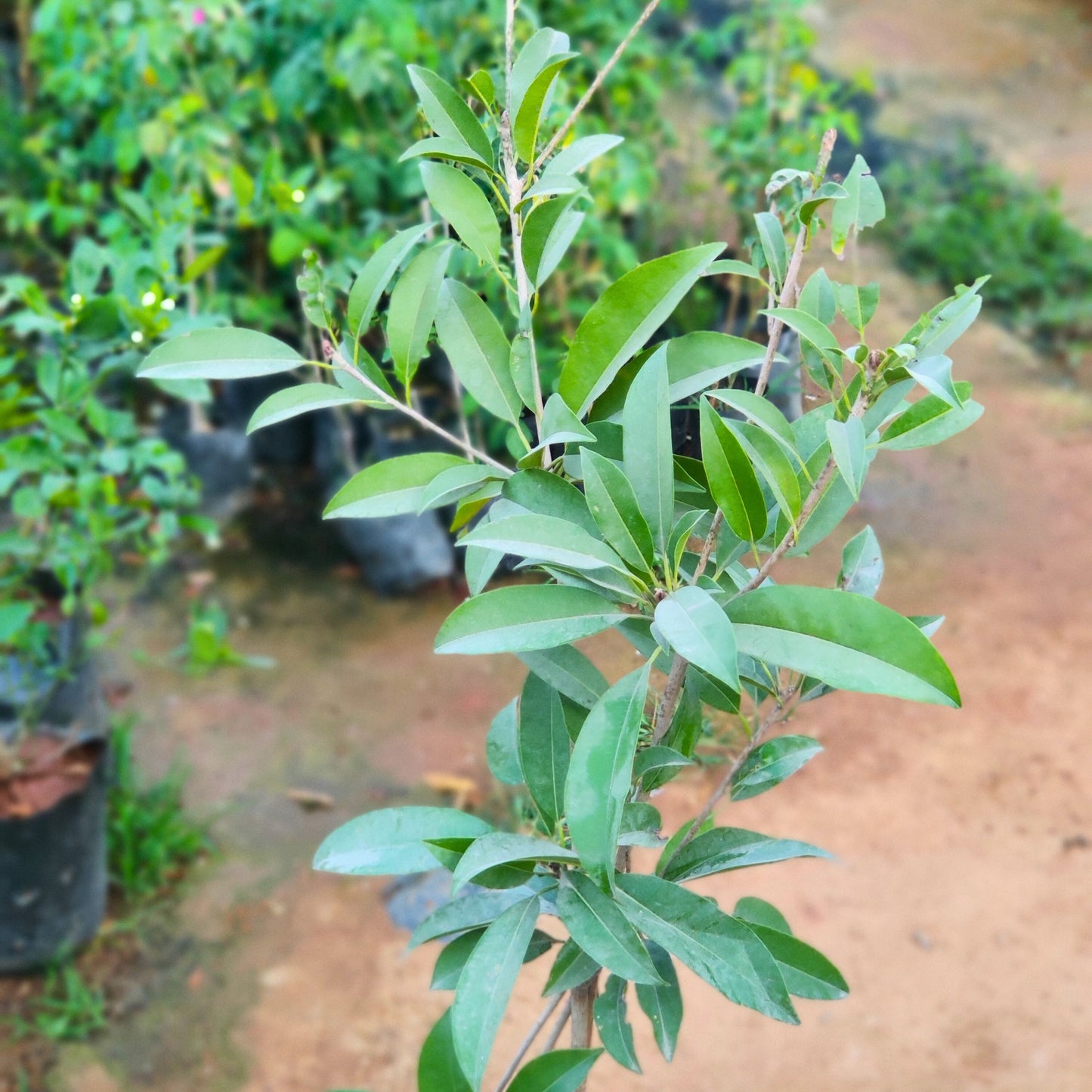 Sapota