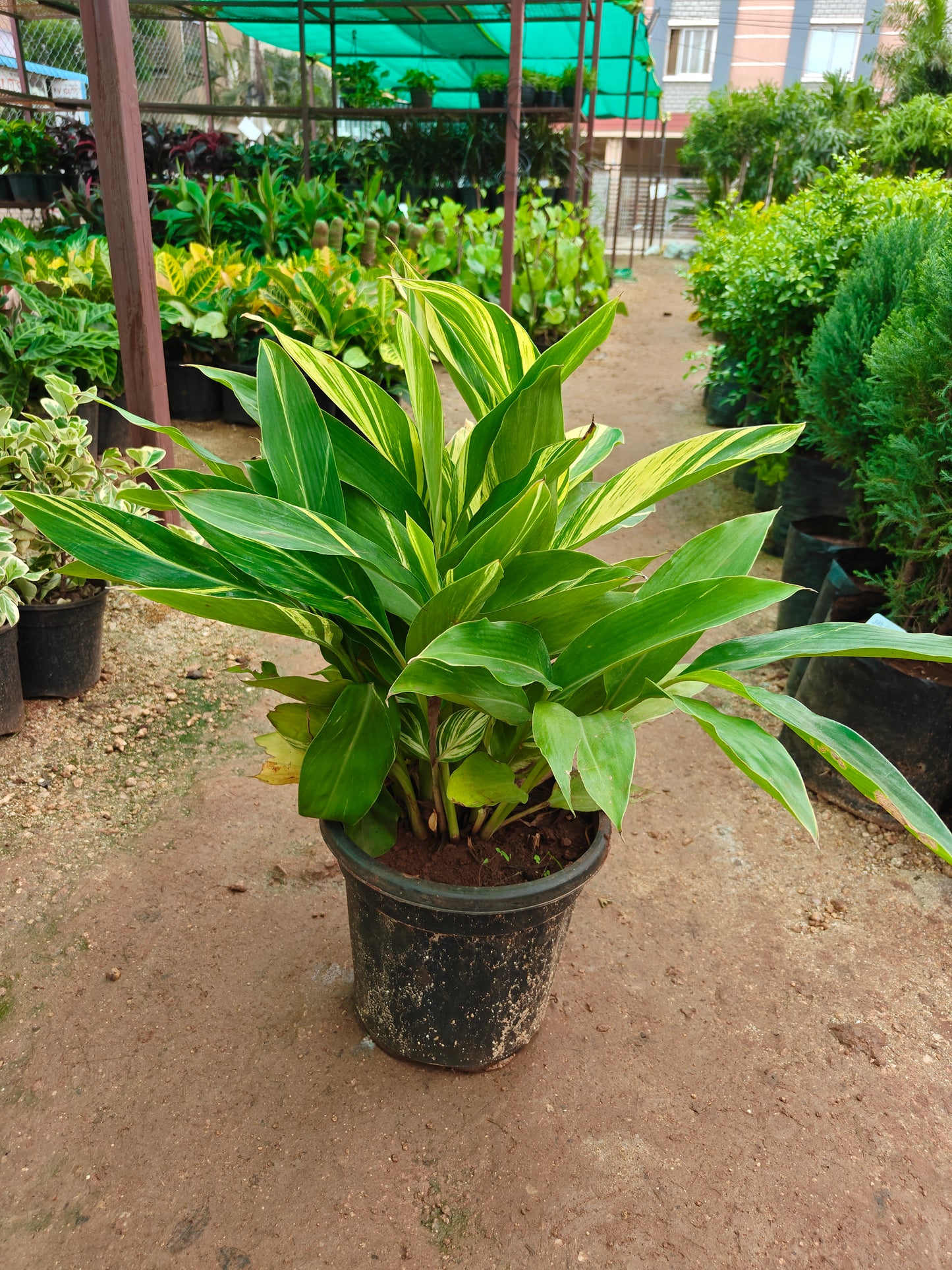 Alpnia Variegated