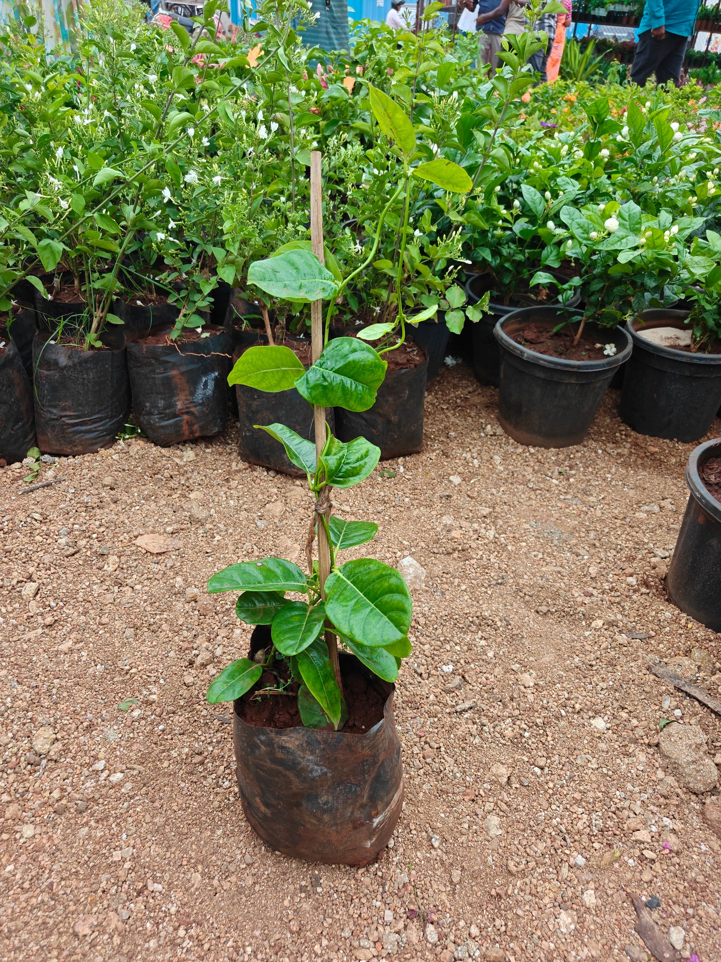 Allamanda Plant
