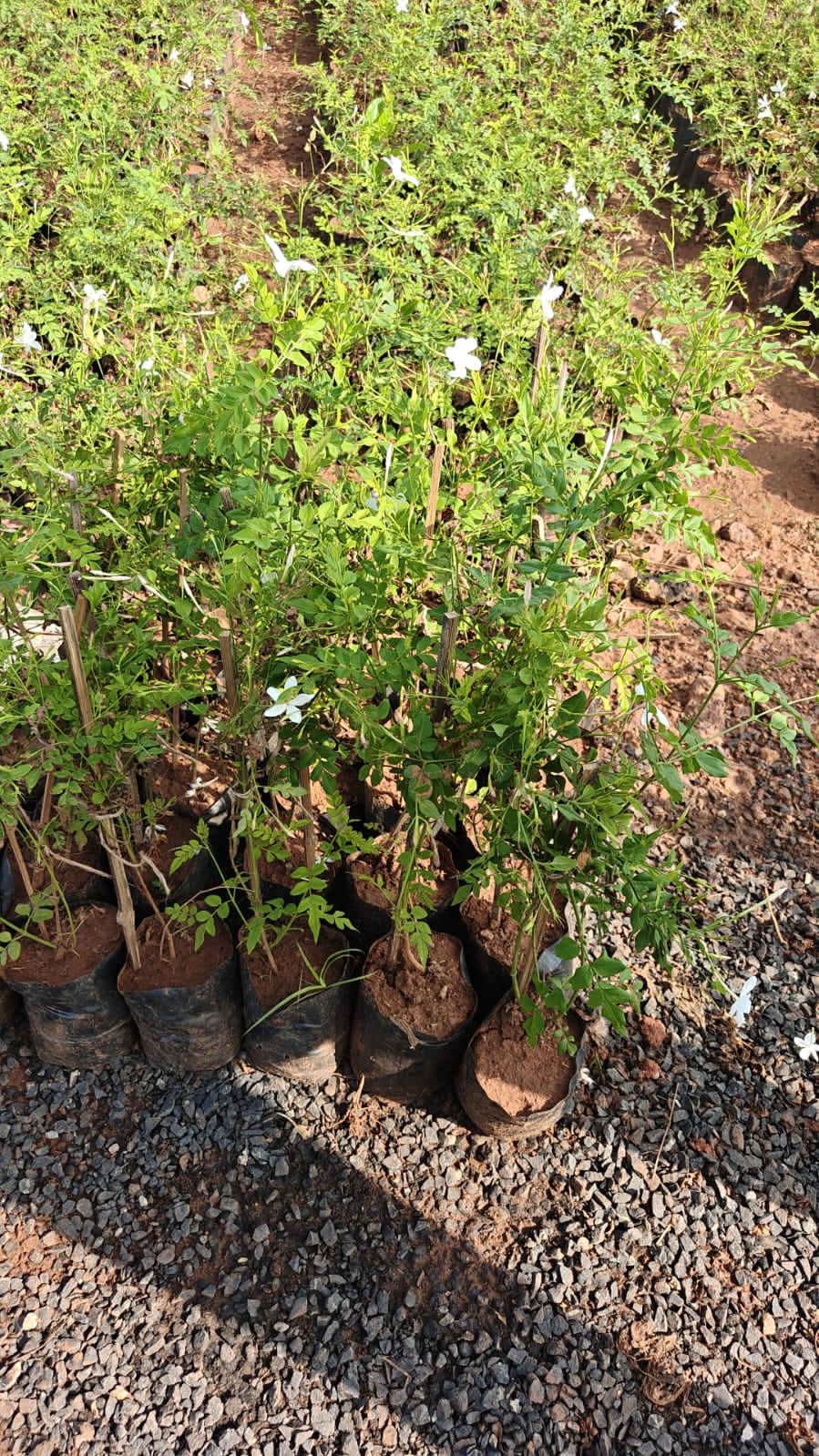 Chemeli plant